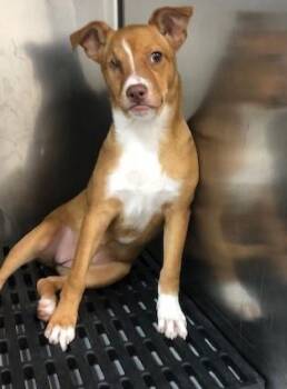 Leah Lu -  Terrier Dog for Adoption in Dawson, Georgia - Leah Lu | PetCurious