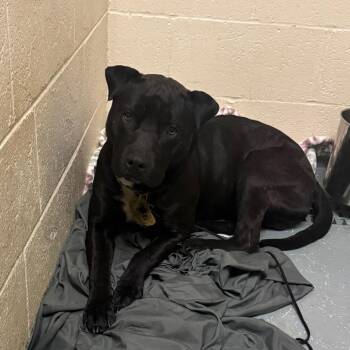 Mixed Breed Dogs Available for Adoption in Charleston, West Virginia - Chad | PetCurious