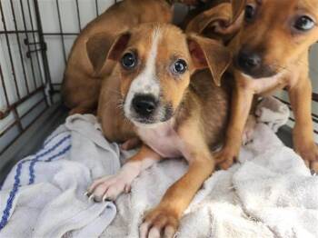 Rescue Staffordshire Bull Terrier and Mixed Breed Dogs for Adoption in Houston, Texas - A643741 | PetCurious