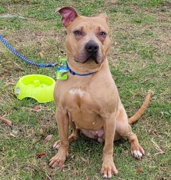 Pit Bull Terrier Dogs Available for Adoption in Rowlett, Texas - CHIM-CHIM | PetCurious