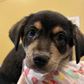 Flufferton -  Australian Cattle Dog Blue Heeler and Mixed Breed Dog for Adoption in Merriam, Kansas - Flufferton | PetCurious