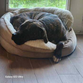 Moose -  Boxer and Labrador Retriever Dog for Adoption in Liverpool, Texas - Moose | PetCurious