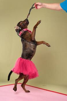 Dolly Pawton -  Mixed Breed Dog for Adoption in Atlanta, Georgia - Dolly Pawton | PetCurious