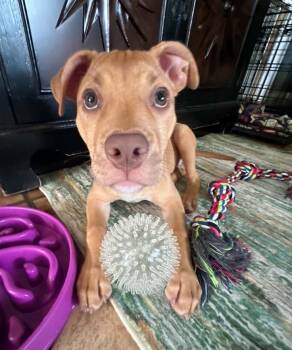 Aster -  Pit Bull Terrier Dog for Adoption in Osteen, Florida - Aster | PetCurious