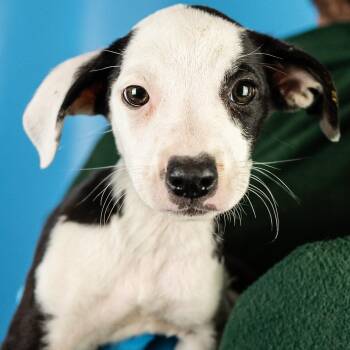 Lettie -  Retriever and Hound Dog Available for Adoption in Minneapolis, Minnesota - Lettie | PetCurious