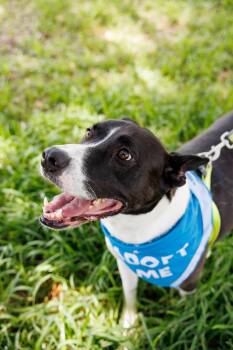 Banjo -  Akita Dog for Adoption in Poplarville, Mississippi - Banjo | PetCurious