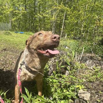 Collie and Cattle Dog Dogs Available for Adoption in Avon, Ohio - Saffron | PetCurious