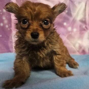 Olivia -  Chihuahua and Mixed Breed Dog for Adoption in Fort Collins, Colorado - Olivia | PetCurious