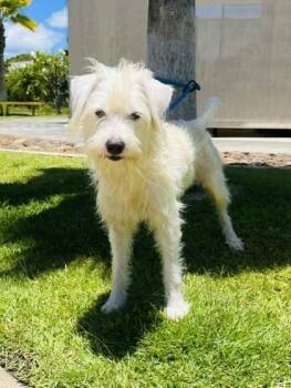 B-Rad -  Poodle and Labrador Retriever Dog for Adoption in Honolulu, Hawaii - B-Rad | PetCurious