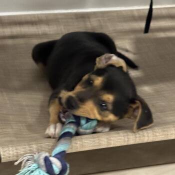 Penny -  Beagle Dog for Adoption in Ogontz Campus, Pennsylvania - Penny | PetCurious
