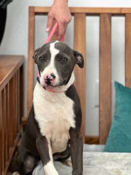 Mixed Breed Dogs Available for Adoption in Cambridge, Maryland - Clyde | PetCurious