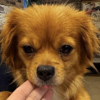 Roxie -  Pomeranian Dog for Adoption in Hallsville, Missouri - Roxie | PetCurious