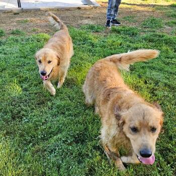 Toby #7484 -  Golden Retriever Dog for Adoption in Louisville, Kentucky - Toby #7484 | PetCurious