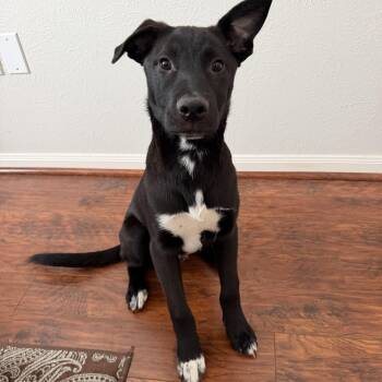 Azriel -  Border Collie and Black Labrador Retriever Dog for Adoption in The Woodlands, Texas - Azriel | PetCurious