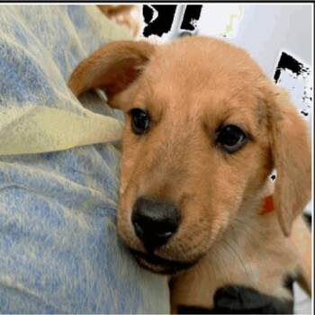 Leo -  Mixed Breed Dog for Adoption in Chicago, Illinois - Leo | PetCurious