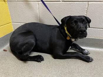 Boxer and Mixed Breed Dogs Available for Adoption in Colorado Springs, Colorado - STELLA BEAN | PetCurious