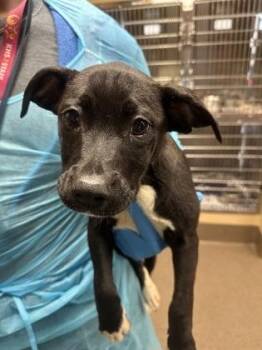 Starbucks Cake Pop -  Mixed Breed Dog Available for Adoption in Wichita, Kansas - Starbucks Cake Pop | PetCurious