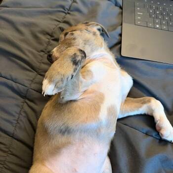 Cookie Dough -  Catahoula Leopard Dog and Mixed Breed Dog for Adoption in North Charleston, South Carolina - Cookie Dough | PetCurious