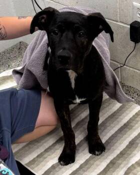 Mixed Breed Dogs Available for Adoption in Kansas City, Missouri - Rodeo | PetCurious