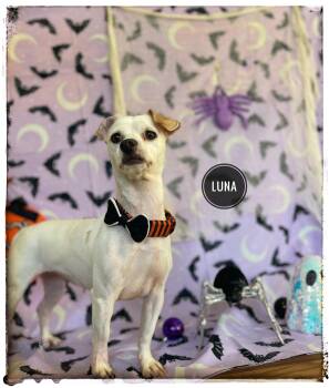 Luna -  Chiweenie Dog for Adoption in Sebring, Florida - Luna | PetCurious