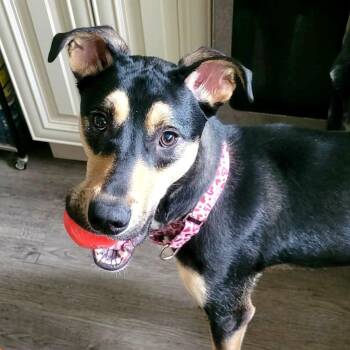 HAZEL 2 -  Shepherd and Hound Dog for Adoption in Evansville, Wisconsin - HAZEL 2 | PetCurious