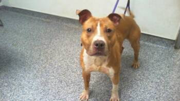 Pit Bull Terrier Dogs Available for Adoption - TONY | PetCurious