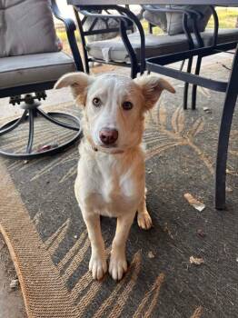 Retriever Dogs Available for Adoption - Cleo | PetCurious