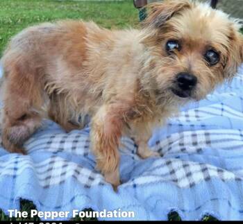 Rescue Brussels Griffon Dogs for Adoption in Los Angeles, California - Benjamin Button | PetCurious