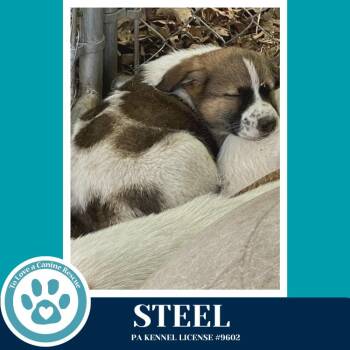 Shepherd and Terrier Dogs Available for Adoption in Kimberton, Pennsylvania - Steel (Smarty Pants Pups) 041826 | PetCurious