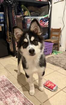 Siberian Husky Dogs Available for Adoption in Spring City, Pennsylvania - Finch  | PetCurious