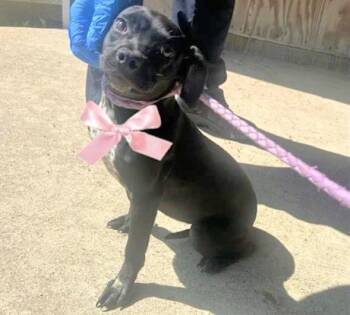 Chihuahua and Mixed Breed Dogs Available for Adoption in Houston, Texas - A656001 | PetCurious