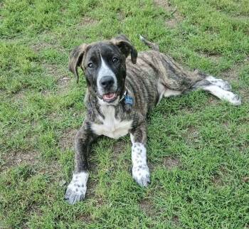 Katie -  Mastiff Dog for Adoption in Longview, Texas - Katie | PetCurious
