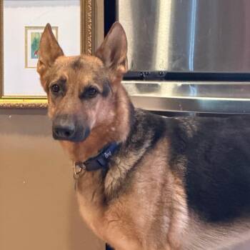 Ronin -  German Shepherd Dog Dog for Adoption in Little Rock, Arkansas - Ronin | PetCurious