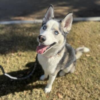 Aspen -  Husky Dog for Adoption in Las Vegas, Nevada - Aspen | PetCurious