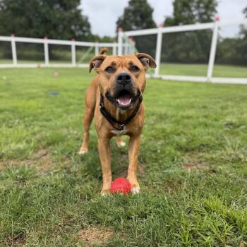 Bruce Lee -  Boxer and Mixed Breed Dog for Adoption in Ashtabula, Ohio - Bruce Lee | PetCurious