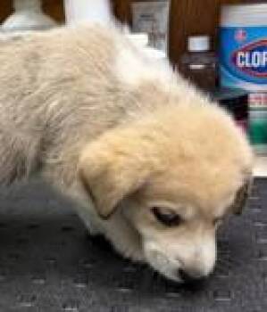Shepherd and Mixed Breed Dogs Available for Adoption in Kansas City, Missouri - Jitters | PetCurious