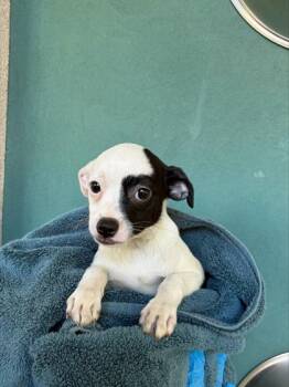 Tyla -  Terrier and Mixed Breed Dog for Adoption in Honolulu, Hawaii - Tyla | PetCurious