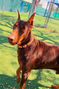 Doberman Pinscher Dogs Available for Adoption - Rocco 3535 | PetCurious