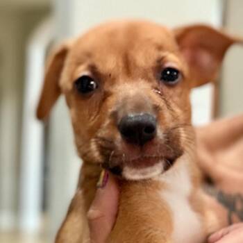 Alpha -  Cardigan Welsh Corgi Dog for Adoption in Park Row, Texas - Alpha | PetCurious