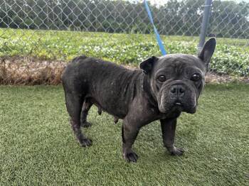 ELLA MAY -  French Bulldog Dog for Adoption in Orlando, Florida - ELLA MAY | PetCurious