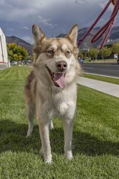 Nala -  Husky Dog for Adoption in Millville, Utah - Nala | PetCurious
