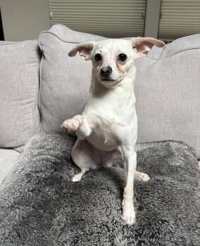 Chihuahua Dogs Available for Adoption in Plano, Texas - Opal | PetCurious