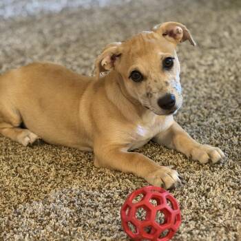 Freckles -  Labrador Retriever and Basset Hound Dog for Adoption in Atlanta, Texas - Freckles | PetCurious