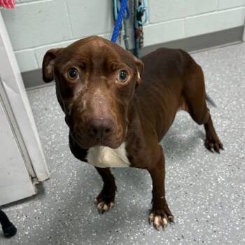 American Staffordshire Terrier Dogs Available for Adoption - Gator | PetCurious