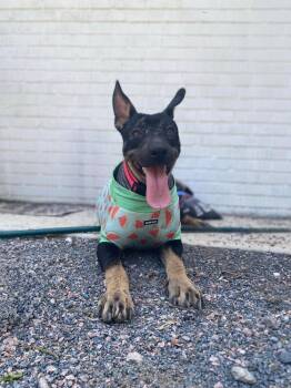 German Shepherd Dog Dogs Available for Adoption in Shawnee, Oklahoma - Eeyore | PetCurious