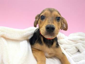 ANIA -  German Shepherd Dog and Mixed Breed Dog for Adoption in Fort Lauderdale, Florida - ANIA | PetCurious