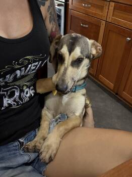 Rescue Dachshund and German Shepherd Dog Dogs for Adoption in New Orleans, Louisiana - Rodger | PetCurious