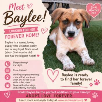 Mixed Breed Dogs Available for Adoption in Anthem, Arizona - Baylee | PetCurious