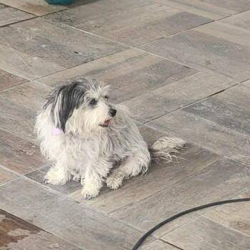 Havanese and Dachshund Dogs Available for Adoption in San Diego, California - Princess | PetCurious