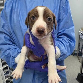 Australian Shepherd and Pit Bull Terrier Dogs Available for Adoption - Stiles Stilinski | PetCurious